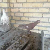 نروماده منز|پرنده|شیراز, زرهی|دیوار