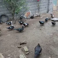 اردک اسرائیلی ، غاز