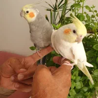 عروس هلندی بالغ وجوجه