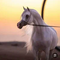 اسب‌‌ مادیان خالص مصری