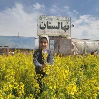 نهالستان بزرگ ساوه و گازران|خدمات باغبانی و درختکاری|ساوه, |دیوار