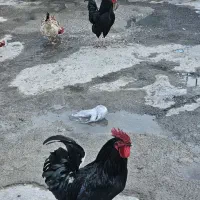 خروس سیاه اورجینال