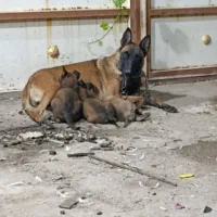 سگ نرشیواوا نردمادمالینیوز