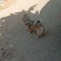 سگ پاپی|سگ|خمینی‌شهر, |دیوار