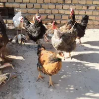 مرغ محلی|حیوانات مزرعه|سبزوار, امیر کبیر|دیوار