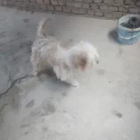 سگ پاکوتاه پشمالو