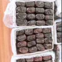 خرمارطب بم|خوردنی و آشامیدنی|بم, |دیوار