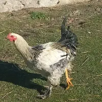 خروس محلی پاپر|حیوانات مزرعه|ویلکیج, |دیوار