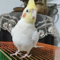 عروس سخنگو نر