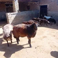 قوچ همو|حیوانات مزرعه|قوچان, |دیوار