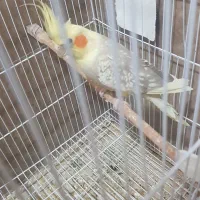 جفت عروس هلندی با ۴ عدد جوجه