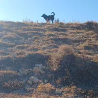 سگ سرابی|سگ|مهربان, |دیوار