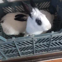 فروش یک جفت خر گوش دست آموز