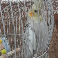 عروس هلندی نر و ماده|پرنده|ضیابر, |دیوار