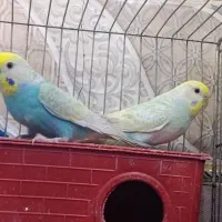 یک جفت مرغ عشق نژاد دار