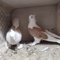 کبوتر|پرنده|قم, شهر قائم|دیوار