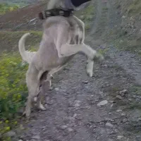 سرابی سگ
