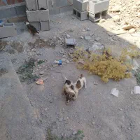اهدای سه توله سگ