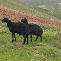 دو عدد بره قوچ