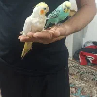 عروس هلندی نر دستی