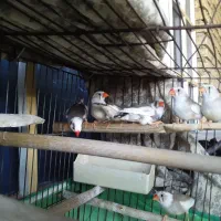 فروش فنچ نژاد دار انگلیسی|پرنده|دهلران, |دیوار