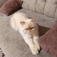 گربه پرشین سوپر فلت