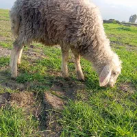 بره و بز|حیوانات مزرعه|سنگدوین, |دیوار