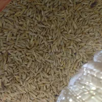 جو محلی درجه یک برداشت امسال