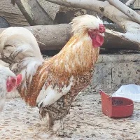 خروس سلطان اصل