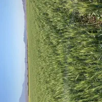 8-5-هکتار-زمین-آماده-کاشت-باغ-پسته-یا-زیتون-با-آب