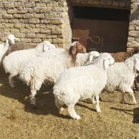 بره|حیوانات مزرعه|کاخک, |دیوار