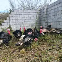 بوقلمون نر و ماده کرچ وتخم بوقلمون