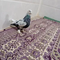 فروش دو عدد کبوتر ضمانت شده|پرنده|بافت, |دیوار