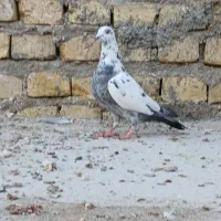 طوقق. ی رنگی پلاکی