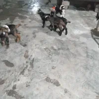 ۵عدد کهره شیری