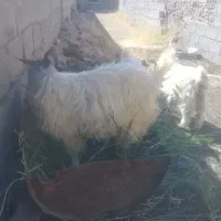 با سلام ۳عدد بزغاله ۲تانریک ماده