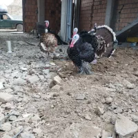 ۴عدد.بقلمو.نر.حدود۶.کیلو|حیوانات مزرعه|گرگان, |دیوار