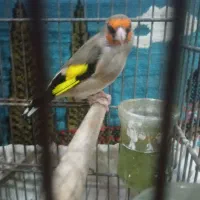 سهره کرمانی معاوضه با 2عدد قناری نر