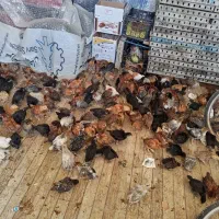 جوجه گلپایگانی 50روزه