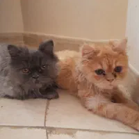 واگذاری گربه پرشین یکساله