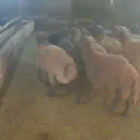 فروش بره نقدی