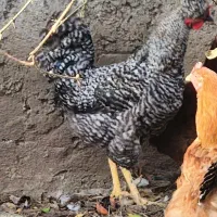 مرغ خروس|حیوانات مزرعه|طاهرگوراب, |دیوار