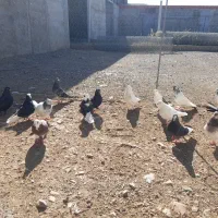 کبوتر|حیوانات مزرعه|مرند, |دیوار