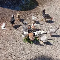 جوجه ونیمچه مرغ و خروس گلین