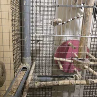 عروس هلندی|پرنده|بیرجند, |دیوار