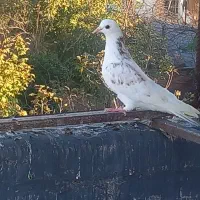 کبوتر پرشی|پرنده|قائم‌شهر, |دیوار