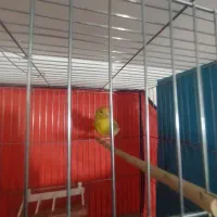 سلام قناری نروماده سالم سالم|پرنده|همدان, |دیوار