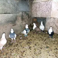 تعداد کبوتر خوب