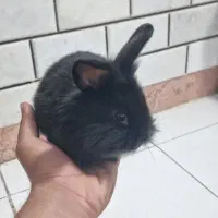 خرگوش از نژاد لپ|موش و خرگوش|بندرعباس, |دیوار