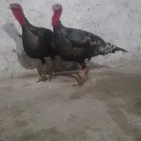 بوقلمون نر برنز سنگین دانه ۲۸۰۰